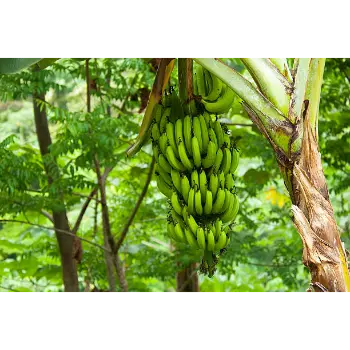 Green Banana (24)-2233126-73017.webp